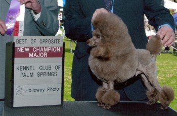 CH. Fanci Darcon Kick It Up A Notch