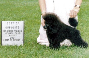 CH. Cherwood's Blue Montehue