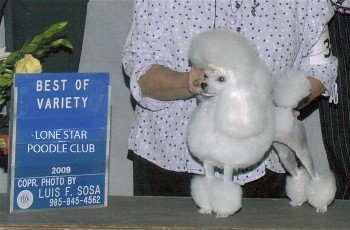 CH. Darcon's Are You Sirius