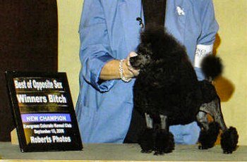 CH. Darcon's Dancing Diamond Eyes