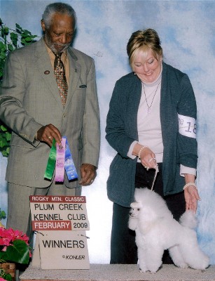 CH Darcon's Are You Sirius of Darcon Toy Poodles