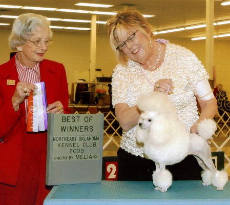 CH Darcon's Are You Sirius of Darcon Toy Poodles