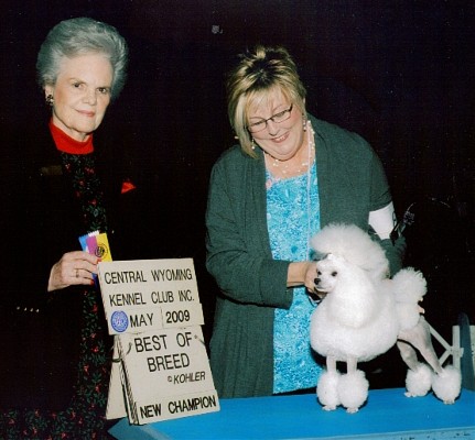 CH Darcon's Are You Sirius of Darcon Toy Poodles