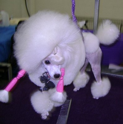 CH Darcon's Are You Sirius of Darcon Toy Poodles