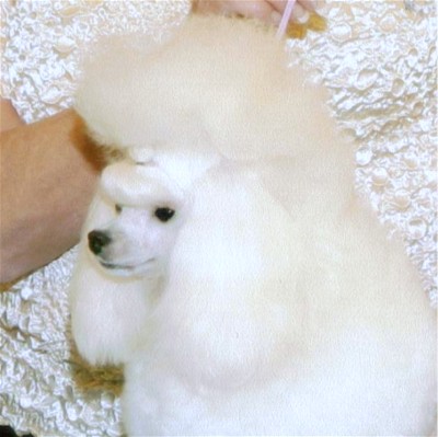 Champion Darcon's Are You Sirius by Darcon's Toy Poodles