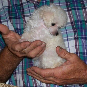 White toy poodle puppy