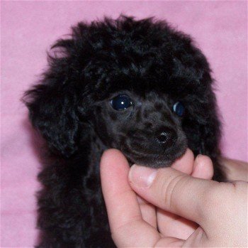 Black toy poodle puppy