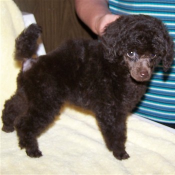 Brown toy poodle puppy