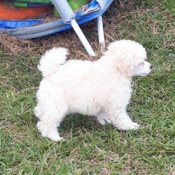 White toy poodle puppy