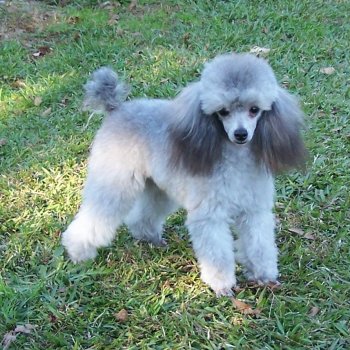 Silver toy poodle puppy