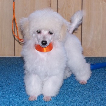 White toy poodle puppy