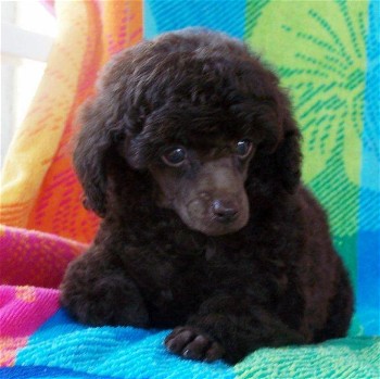 Brown toy poodle puppy