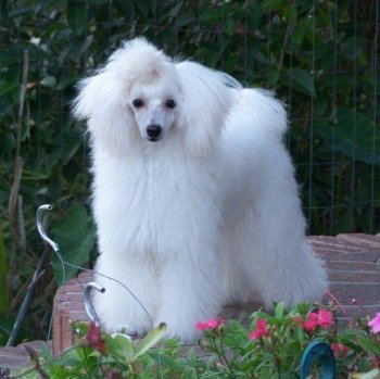White toy poodle puppy