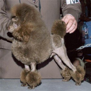 CH. Fanci Darcon Kick It Up A Notch