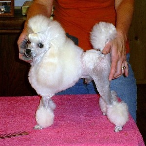 Cache' Customs Tax Break